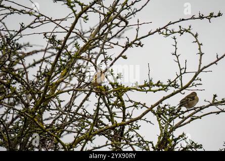 Kaffinchen (Fringilla coelebs), die zwischen Winterzweigen thront Stockfoto