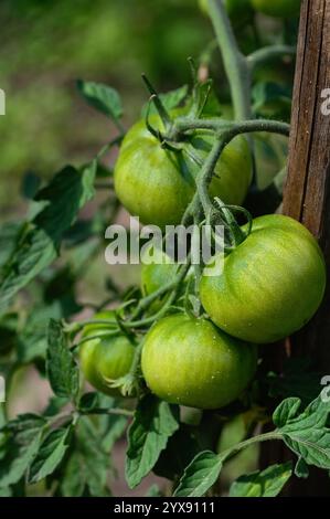 Ein Haufen grüner Tomaten hängt von einer Pflanze. Die Tomaten sind reif und bereit für die Ernte Stockfoto