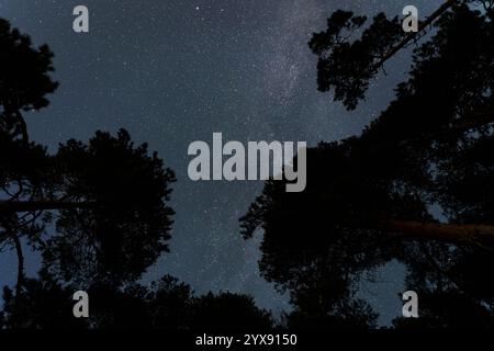 Majestätische Kiefern stehen hoch vor einem atemberaubenden Sternenhimmel, der vom ätherischen Leuchten der Milchstraße erleuchtet wird. Stockfoto