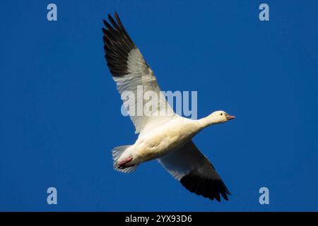 Ross's Goose (Anser rossii), Sacramento National Wildlife Refuge, Kalifornien Stockfoto