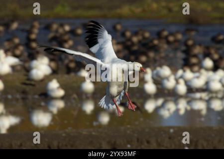 Ross's Goose (Anser rossii) Landung, Colusa National Wildlife Refuge, Kalifornien Stockfoto