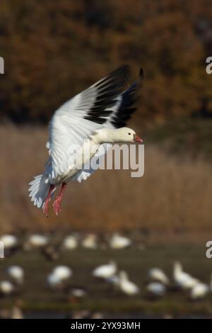 Ross's Goose (Anser rossii) Landung, Colusa National Wildlife Refuge, Kalifornien Stockfoto