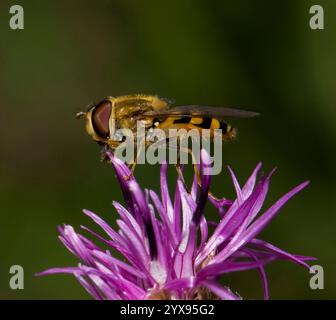 Eine Seitenansicht einer schwarzbeinigen Blumenfliege, Syrphus vitripennis, die auf einer Riesenblume ruht. Nahaufnahme, gut fokussiert mit verschwommenem Hintergrund. Stockfoto