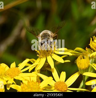 Eine gewöhnliche Drohnenfliege, Eristalis tenax, ernährt sich von hellgelben Ragkrautblüten. Schwebfliegen, Nahaufnahme und gut fokussierte Fütterung von Wildblumen. Stockfoto