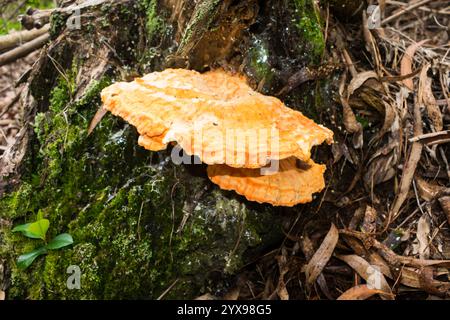 Wildpilz aus dem Wald (Laetiporus gilbertsonii) in Sao Francisco de Paula, Süden Brasiliens Stockfoto