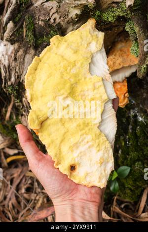 Waldhühner (Laetiporus gilbertsonii) Wildpilzunterseite (Hymenophore) in Sao Francisco de Paula, Süden Brasiliens Stockfoto