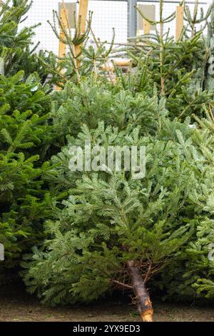 Frisch geschnittene Weihnachtsbäume mit üppig grünen Zweigen stehen für festliche Feiertagstraditionen und natürliche Winterdekoration Stockfoto