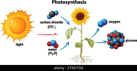 Diagramm mit Photosynthese mit Sonne, Pflanze, Molekülen Stock Vektor