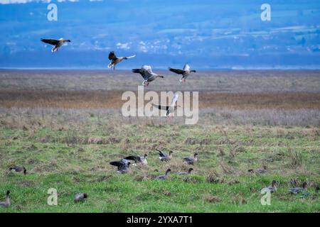 Rosafarbene Gänse am Parkgate Stockfoto