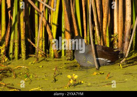 Common Gallinule (Gallinula galeata), Gray Lodge Wildlife Area, Kalifornien Stockfoto