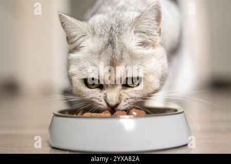 Eine silberne Tabbykatze ist darauf konzentriert, Kroketten aus einer grauen Schüssel auf einem Holzboden zu essen. Das warme und einladende Ambiente verstärkt die Szene der Ruhe beim Essen Stockfoto