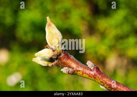 Die Früchte eines Pfirsichbaums, Prunus persica, beginnen erst nach der Blüte zu erblühen. Stockfoto