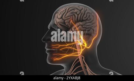 Gesichtsschmerz ausgelöst durch Trigeminuskompression Stockfoto