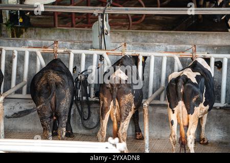 Milchkühe nehmen gerade Milch. Agrarwirtschaft, Landwirtschaft und Viehzuchtkonzept - Herde von Kühen, die Heu im Kuhstall auf Milchkühen essen Stockfoto