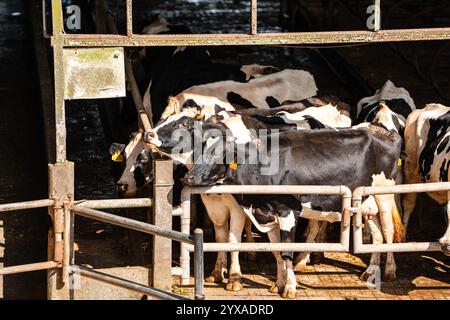 Milchkühe nehmen gerade Milch. Agrarwirtschaft, Landwirtschaft und Viehzuchtkonzept - Herde von Kühen, die Heu im Kuhstall auf Milchkühen essen Stockfoto