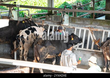 Milchkühe nehmen gerade Milch. Agrarwirtschaft, Landwirtschaft und Viehzuchtkonzept - Herde von Kühen, die Heu im Kuhstall auf Milchkühen essen Stockfoto