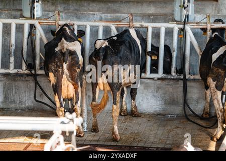 Milchkühe nehmen gerade Milch. Agrarwirtschaft, Landwirtschaft und Viehzuchtkonzept - Herde von Kühen, die Heu im Kuhstall auf Milchkühen essen Stockfoto