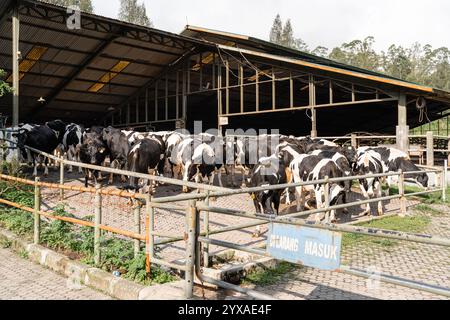 Milchkühe nehmen gerade Milch. Agrarwirtschaft, Landwirtschaft und Viehzuchtkonzept - Herde von Kühen, die Heu im Kuhstall auf Milchkühen essen Stockfoto