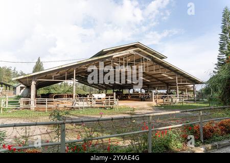 Milchkühe nehmen gerade Milch. Agrarwirtschaft, Landwirtschaft und Viehzuchtkonzept - Herde von Kühen, die Heu im Kuhstall auf Milchkühen essen Stockfoto