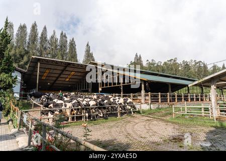 Milchkühe nehmen gerade Milch. Agrarwirtschaft, Landwirtschaft und Viehzuchtkonzept - Herde von Kühen, die Heu im Kuhstall auf Milchkühen essen Stockfoto