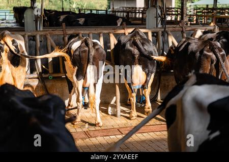 Milchkühe nehmen gerade Milch. Agrarwirtschaft, Landwirtschaft und Viehzuchtkonzept - Herde von Kühen, die Heu im Kuhstall auf Milchkühen essen Stockfoto