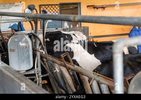 Milchkühe nehmen gerade Milch. Agrarwirtschaft, Landwirtschaft und Viehzuchtkonzept - Herde von Kühen, die Heu im Kuhstall auf Milchkühen essen Stockfoto