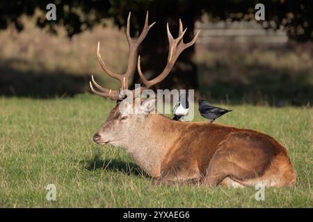 Nahaufnahme eines großen Hirschhirsches, der im Sonnenschein auf dem Gras schlafend liegt. Auf seinem Rücken sind Elster und Jackdaw, die sich bedrohlich anstarren Stockfoto