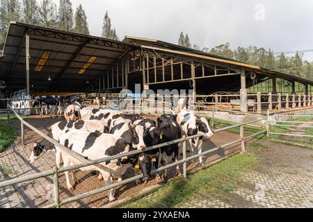 Milchkühe nehmen gerade Milch. Agrarwirtschaft, Landwirtschaft und Viehzuchtkonzept - Herde von Kühen, die Heu im Kuhstall auf Milchkühen essen Stockfoto