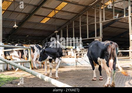 Milchkühe nehmen gerade Milch. Agrarwirtschaft, Landwirtschaft und Viehzuchtkonzept - Herde von Kühen, die Heu im Kuhstall auf Milchkühen essen Stockfoto