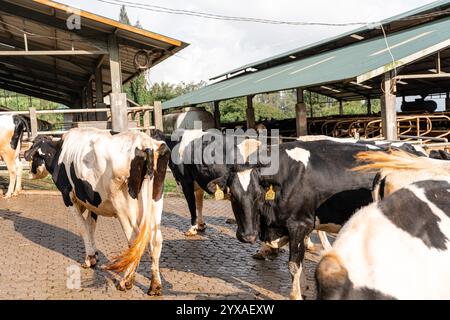 Milchkühe nehmen gerade Milch. Agrarwirtschaft, Landwirtschaft und Viehzuchtkonzept - Herde von Kühen, die Heu im Kuhstall auf Milchkühen essen Stockfoto