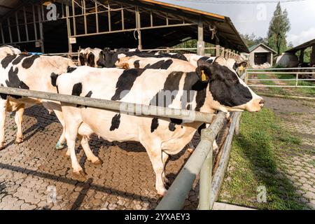 Milchkühe nehmen gerade Milch. Agrarwirtschaft, Landwirtschaft und Viehzuchtkonzept - Herde von Kühen, die Heu im Kuhstall auf Milchkühen essen Stockfoto