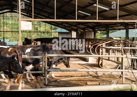 Milchkühe nehmen gerade Milch. Agrarwirtschaft, Landwirtschaft und Viehzuchtkonzept - Herde von Kühen, die Heu im Kuhstall auf Milchkühen essen Stockfoto