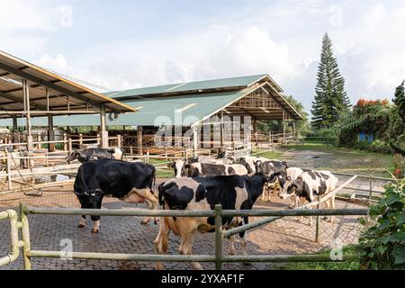 Milchkühe nehmen gerade Milch. Agrarwirtschaft, Landwirtschaft und Viehzuchtkonzept - Herde von Kühen, die Heu im Kuhstall auf Milchkühen essen Stockfoto