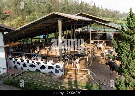 Milchkühe nehmen gerade Milch. Agrarwirtschaft, Landwirtschaft und Viehzuchtkonzept - Herde von Kühen, die Heu im Kuhstall auf Milchkühen essen Stockfoto