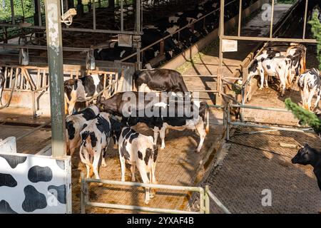 Milchkühe nehmen gerade Milch. Agrarwirtschaft, Landwirtschaft und Viehzuchtkonzept - Herde von Kühen, die Heu im Kuhstall auf Milchkühen essen Stockfoto