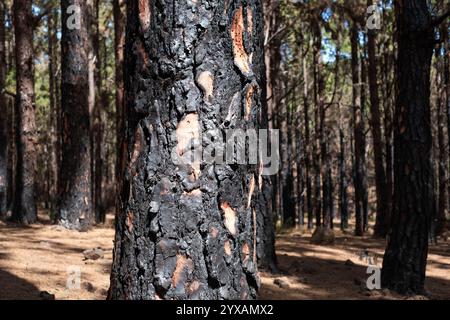 Verkohlter Baum, verbrannte Bäume im Wald nach Feuer. Stockfoto