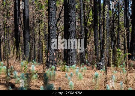 Junge Bäume, Baumkeimlinge im Wald - verbrannter Kiefernwald Stockfoto