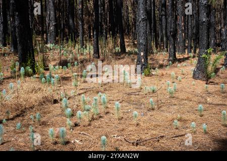 Junge Kiefernkeimlinge im Wald - Naturerholung nach Feuer Stockfoto