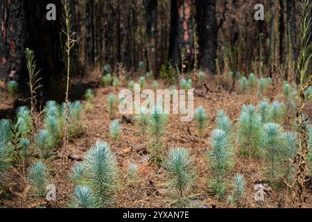 Junge Bäume, Baumkeimlinge im Wald - verbrannter Kiefernwald. Stockfoto