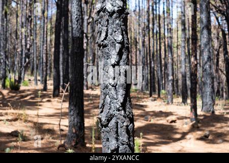 Verkohlter Baum, verbrannte Bäume im Wald nach Feuer auf Teneriffa Stockfoto