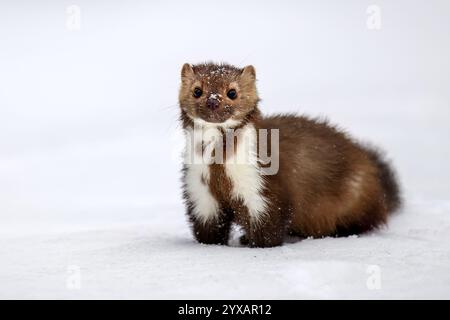 Der Marder läuft auf dem neu gefallenen Schnee und klettert in die Baumhohle. Stockfoto