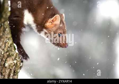 Der Marder läuft auf dem neu gefallenen Schnee und klettert in die Baumhohle. Stockfoto
