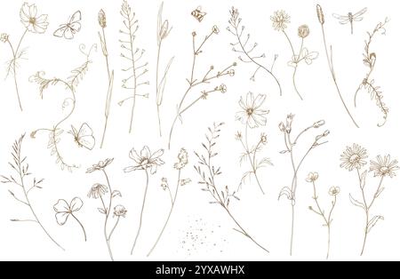 Feld, Wiese, wilde Blumen und Kräuter Kosmos, Kamille, Klee und Insekten. Strichgrafik ist eine einfache handgezeichnete Illustration in beige, ockerfarbene und braune Tinte Stock Vektor