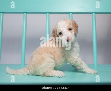 Nahporträt eines cremefarbenen Goldendoodle-Welpen, der auf einer türkisfarbenen Holzbank sitzt Stockfoto