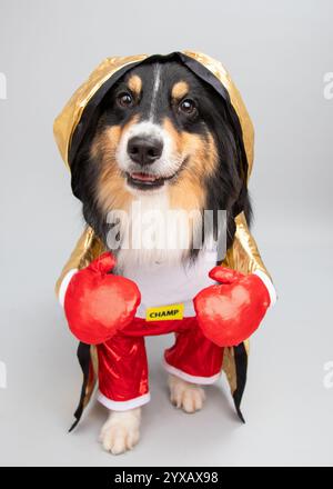 Porträt eines australischen Schäferhundes, gekleidet als Boxer Stockfoto