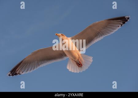 Brighton, 14. Dezember 2024: Eine Möwe fliegt über dem Palace Pier und der Küste von Brighton an einem frischen Winternachmittag Credit: Andrew Hasson/Alamy Live News Stockfoto