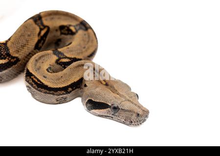 Costa Rica Boa Constrictor isoliert auf weißem Hintergrund - exotische Tierwelt Stockfoto