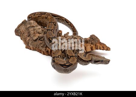 Costa Rica Boa Constrictor isoliert auf weißem Hintergrund - exotische Tierwelt Stockfoto