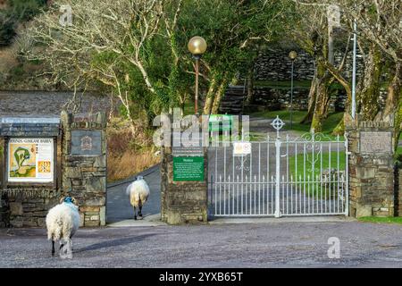 Schafe im St. Finbarr's Oratory (Aireagal Naomh Fionnbarra), Gougane Barra, West Cork, Irland. Stockfoto