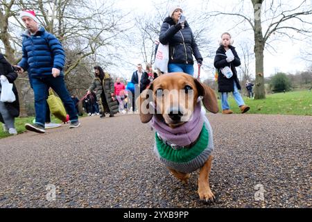 Hyde Park, London, Großbritannien. Dezember 2024. Hunderte von Dachshund-Hunden auf dem Christmas Hyde Park Wurst Walk. Quelle: Matthew Chattle/Alamy Live News Stockfoto